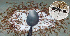 Mẹo đuổi sạch kiến khỏi lọ đường nhanh chóng, hiệu quả