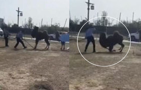 Lạc đà ở danh lam thắng cảnh bị đánh hộc máu gây phẫn nộ