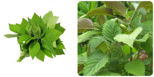 Uống nước rau kinh giới có tác dụng gì?