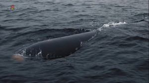 Triều Tiên gây bất ngờ khi ra mắt ‘tàu không người lái tấn công hạt nhân’