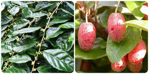 Uống nước lá nhót có tác dụng gì?