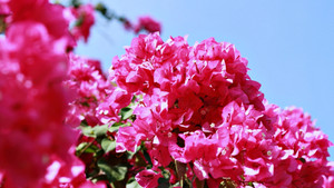 OneWay Marathon Vũng Tàu 2023: Chạy ngắm bình minh trên đường hoa giấy tuyệt đẹp