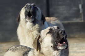 Chủ quan khi bị chó cào, bé trai bỏ mạng oan uổng