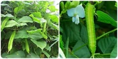 Lá đậu rồng có ăn được không?