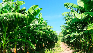 Công ty bầu Đức bán chuối thu 10 tỷ đồng mỗi ngày