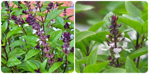 Uống nước rau húng quế có tác dụng gì?