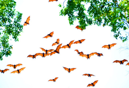 Thái Lan: Hàng nghìn con dơi bay lượn trên bầu trời