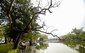 Hà Nội: Cận cảnh 3 cây sưa chết khô, nứt gốc bên hồ Gươm dự kiến sẽ chặt hạ