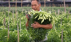 Hoa loa kèn vào vụ, nông dân ngoại thành Hà Nội thu chục triệu đồng mỗi ngày