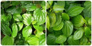 Lá lốt có tác dụng gì?