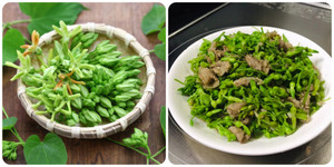 Hoa thiên lý có tác dụng gì?