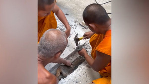 Nhà sư đập vỡ sàn bê tông giải cứu chú chó mắc kẹt