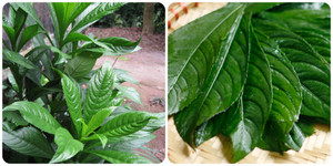 Uống nước lá xương sông có tác dụng gì?