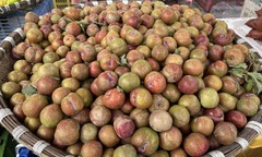 'Chợ mạng' rao bán 200.000 đồng/kg mận Mộc Châu
