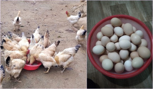 Cách nhận biết trứng gà tươi ngon, chất lượng tốt