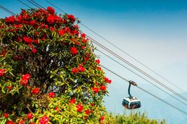 Đến Sun World Fansipan Legend chiêm ngưỡng thiên đường hoa đẹp như mơ