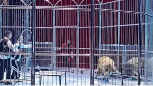 Sư tử xổng chuồng, khán giả xem xiếc hốt hoảng tháo chạy