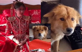 Cô chủ trang điểm lộng lẫy, chó cưng sốc nặng không tin vào mắt mình