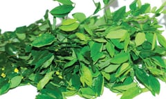 Rau ngót có tác dụng gì?