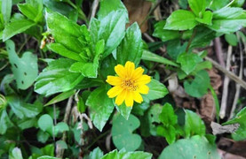 Cây sài đất hoa vàng có tác dụng gì?