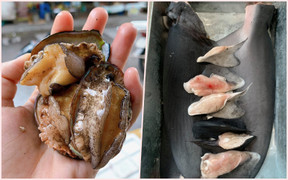 Bào ngư, vi cá mập giá rẻ giật mình, bán tràn 'chợ mạng'