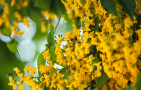 Khu di tích Ngã ba Đồng Lộc rực vàng sắc hoa giáng hương