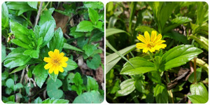 Sài đất có uống được không?