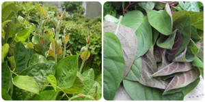 Lá mơ lông có tác dụng gì?