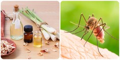 Cách đuổi muỗi, dĩn trong nhà hiệu quả không cần dùng hóa chất