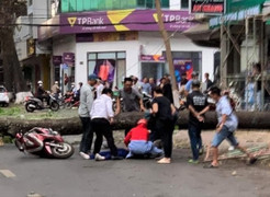 Cây xanh bật gốc đè người phụ nữ đi đường ở Đắk Lắk