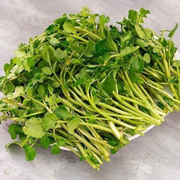 Công dụng của rau cải xoong không phải ai cũng biết