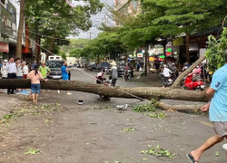 Cây xanh bật gốc đè người phụ nữ đi đường ở Đắk Lắk: Thông tin mới nhất