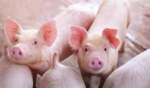 Giá heo hơi tăng nhẹ, người nuôi vẫn ngại tái đàn: Lo thiếu thịt heo cuối năm?