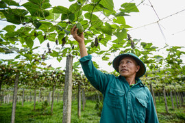 Những mảnh vườn xanh nơi địa đầu Tổ quốc