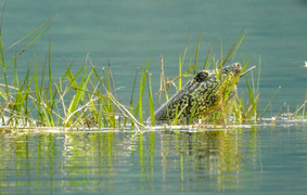 Xác rùa Hoàn Kiếm ở hồ Đồng Mô sẽ được bảo quản thế nào?