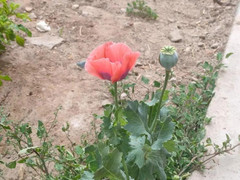 Bé trai thấy hoa lạ bên đường liền báo cảnh sát, tưởng bị mắng ai ngờ được khen