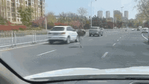 Đà điểu 'chạy đua' với ô tô trên đường phố