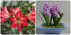 7 loại cây cảnh 'đẹp mà độc' không nên trồng trong nhà