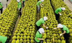 Doanh nghiệp rau quả nỗ lực 'phá băng' xuất khẩu