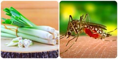 5 cách đuổi muỗi tự nhiên tại nhà hiệu quả