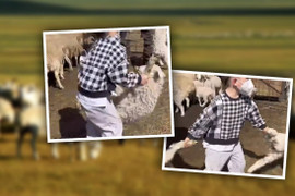Cậu bé 5 tuổi nổi tiếng sau clip một tay bắt cừu thuần thục 