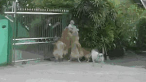 Chào đón bằng 'liên hoàn cước', đàn chó vô tình húc chủ ngã nhào