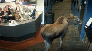 Nai rừng vào rạp chiếu phim ăn bỏng ngô