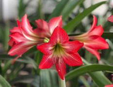 5 loại hoa đẹp nhưng rất độc, tuyệt đối không bày trong nhà