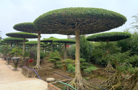 Những làng cây cảnh nổi tiếng, thu nhập đáng ngưỡng mộ ở Việt Nam