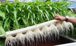 Người Việt ở Mỹ đấu tranh để hợp pháp hóa rau muống ở bang Georgia