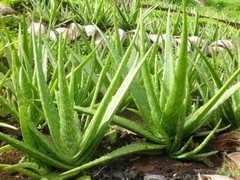 7 loại cây nên trồng trong nhà để thanh lọc không khí