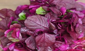 Mùa hè ăn rau dền cực tốt nhưng tuyệt đối không ăn theo kiểu này