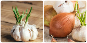 Hành, tỏi mọc mầm có ăn được không?