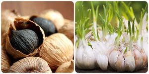 2 loại tỏi tốt cho sức khỏe, có thể phòng chống ung thư 